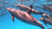 Dolphin House Sataya Reef Snorkeling Cruise from Marsa Alam