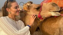Marrakech Agafay Desert Sunset Camel Ride and Dinner Show