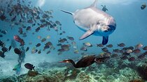 Dolphin House Snorkeling Sea Trip Ultimate Adventure - Hurghada