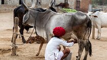 6 Day Golden Triangle Tour with Udaipur -Taj Mahal Sunrise/Sunset