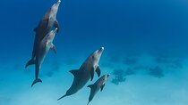 Dolphin Watching and Snorkeling Adventure with Lunch