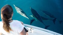 Private Luxury Boat to Dolphin House & Lunch & Transfer- Hurghada