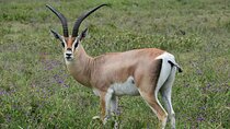 7-Day Camping Safari in Tanzania's Iconic National Parks