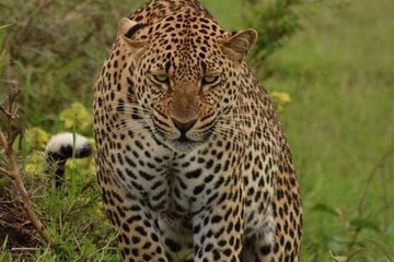 Ol Pejeta Conservancy and Aberdares National Park Tour for 2 days