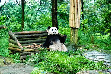 Giant Panda and Leshan Buddha Day Trip from Chengdu
