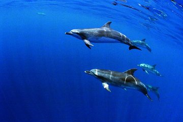 Swimming with Dolphins in Terceira Island