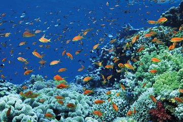Tiran Island Full Day Sea Cruise with Snorkeling and Lunch