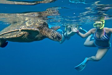  Private Beginner Paddleboard Lesson with Snorkel in Turtle Town!