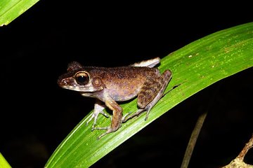 Night Frogs Tour at Kubah National Park