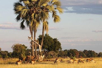 5-Day Victoria Falls and Hwange National Park Tour from Victoria Falls