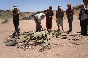 Welwitschia Tour from Swakopmund