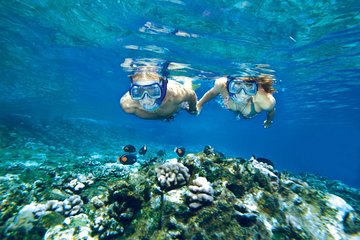 Molokini and Turtle Arches Snorkeling Trip from Ma'alaea Harbor