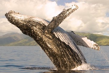 Whale Watching from Ma'alaea Harbor