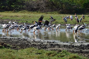 Wild Wonders and Hidden Temples from Bentota (2 Days)