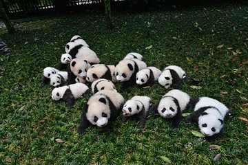 1-Day Dujiangyan Panda Base Volunteer Program Tour from Chengdu