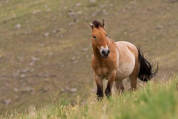 KHUSTAI NATIONAL PARK ONE DAY PRIVATE TOUR (Przewalski's horse)