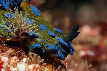 Full-Day (2 dives) Scuba Diving at Goat Island Marine Reserve