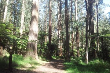 Dandenong Ranges Private Day Tour