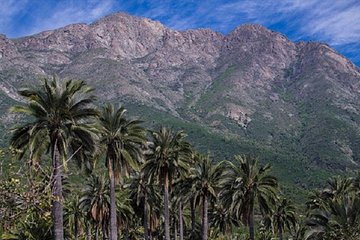 Darwin's Route: Traversing the Chilean Palm Forest