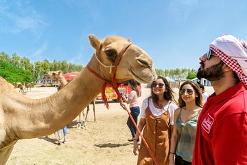 Half-Day Desert Tour