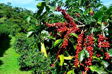 Blue Mountain Coffee Tour from Ocho Rios