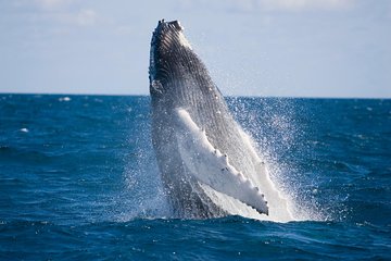 Whale-Watching and Orange County Beaches Tour from Anaheim