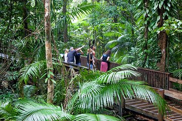 Daintree Rainforest and Mossman Gorge - Full or Half Day Tour