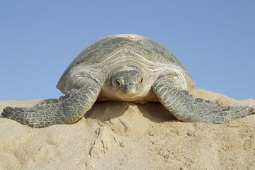 5 Days Jewels Of Oman Package
