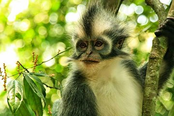 Private Full-Day Bukit Lawang Trekking Tour From Medan