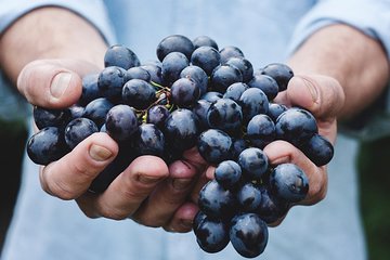 Athens Private Wine Tasting Tour - Dionysian Grapes