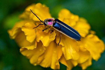 Bohol: Private Firefly Watching Cruise