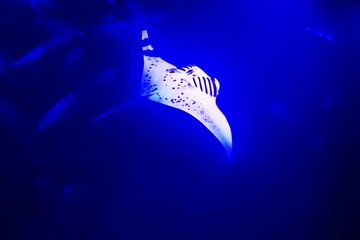 Manta Ray Night Snorkel in Kona