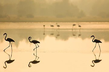 Donana National Park & Matalascanas Guided Tour from Seville