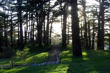 Superior Quality: Cedars - Besharre - Qozhaya (Full day)