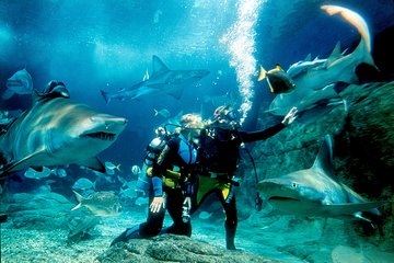 Shark Dive Experience at SEA LIFE Melbourne Aquarium