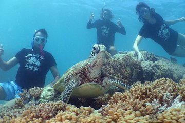 Private Noumea Turtle Tour