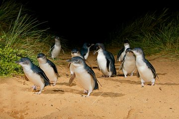 Phillip Island Penguin Parade Express Tour from Melbourne