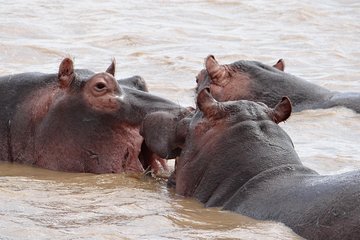 St Lucia day Tour - Isimangaliso wetland park