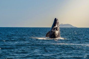 San Diego Half-Day Marine Wildlife Tour with Lunch