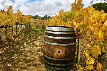 Chianti Wine and Vinci half day Small Group Tour from Lucca