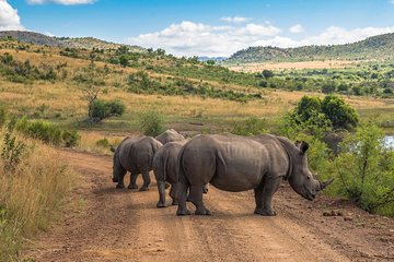 Sun City & Pilanesberg Game Reserve (Closed Vehicle)