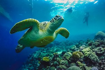 Moalboal Sardines & Turtle Snorkeling and Kawasan Canyoneering