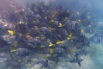 Marietas Islands Eco Discovery Snorkeling Adventure