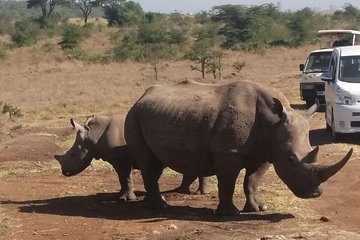 Half Day Nairobi National Park Tour PARK FEES EXCLUSIVE From Nairobi