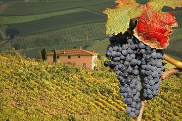 Truffle and Brunello Sommelier Vip Experience in Tuscany Lands from Rome