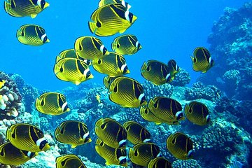 Tropical Reef & Wildlife Boat Snorkel Adventure