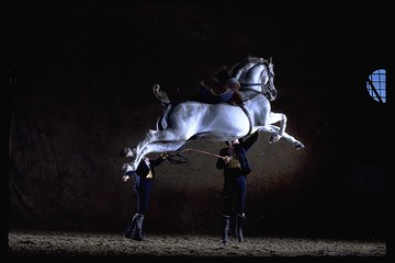 Andalusian Horses Dance Show