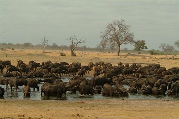 Full-Day Hwange National Park Tour from Victoria Falls