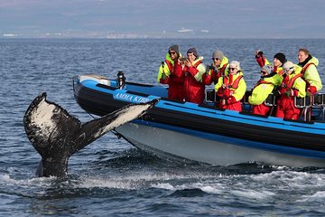 Whale Safari and Puffins RIB Boat Tour from Húsavík