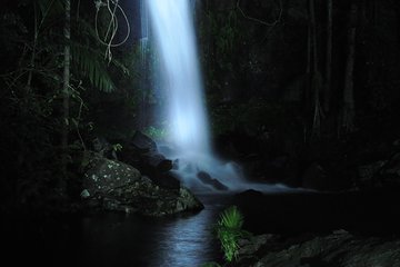  Evening Rainforest & Glow Worm Experience - Small Group Tour